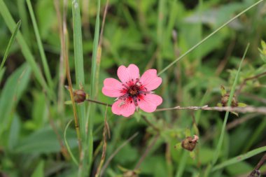 Potentilla nepalensis or Nepal cinquefoil clipart