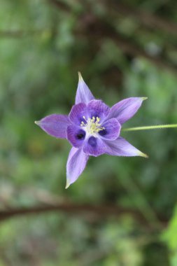 Aquilegia coerulea, the Colorado columbine, Rocky Mountain columbine or blue columbine clipart