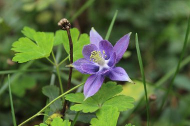 Aquilegia coerulea, the Colorado columbine, Rocky Mountain columbine or blue columbine clipart