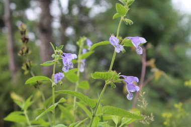 Scutellaria galericulata, yaygın kafatası şapkası, bataklık kafatası şapkası veya kapüşonlu kafatası şapkası.,