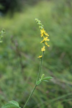 Agrimonia japonica or Hairy Agrimony clipart