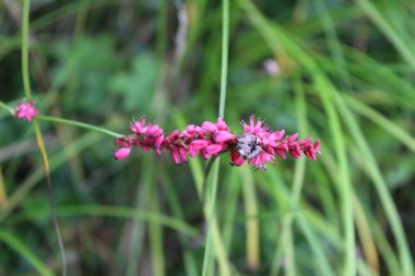 Red bistort or Persicaria orientalis clipart