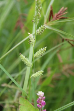 Echinochloa colona, Jungle Rice veya Bataklık Çimi