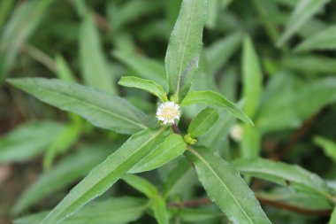 Eclipta Prostrata veya Sahte Daisy