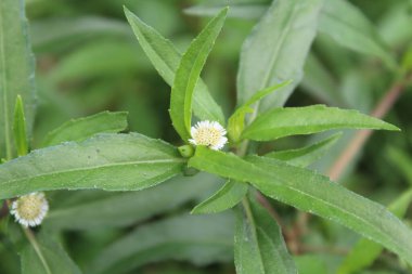 Eclipta Prostrata veya Sahte Daisy