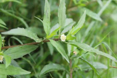 Eclipta Prostrata veya Sahte Daisy