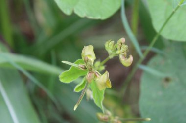 Mung Bean or Golden Gram plant and flowers clipart