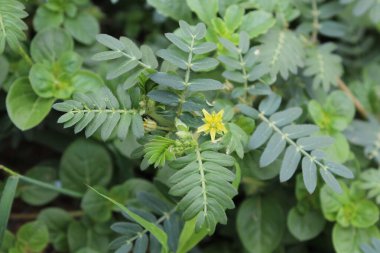 Tribulus terrestris ya da Keçi Kafa bitkisi