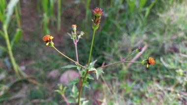 Bidens Tripartita or three lobe beggarticks clipart