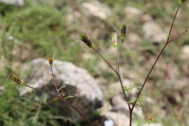 Bidens Tripartita or three lobe beggarticks clipart