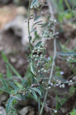 Indigofera linifolia veya ince yaprak çivit
