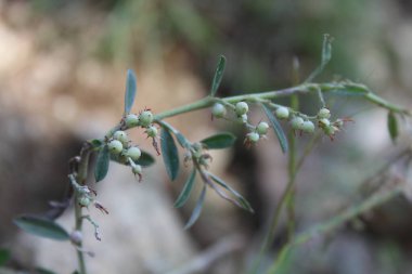 Indigofera linifolia veya ince yaprak çivit