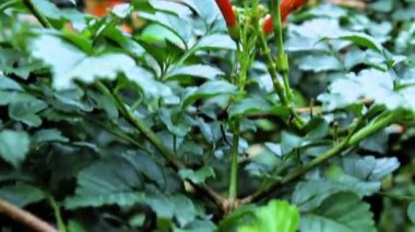 Kaapse kanferfoelie, Cape hanımeli veya Tecomaria capensis