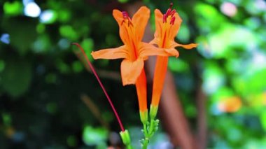 Kaapse kanferfoelie, Cape hanımeli veya Tecomaria capensis