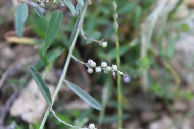 Indigofera linifolia veya ince yaprak çivit