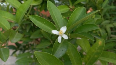 beyaz limon çiçeği veya Rutaceae 