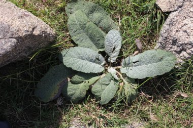 Ortak Mullein veya Verbascum thapsus Vahşi dağ bitkileri