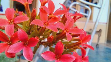 Alevli katy, çiçekçi Kalanchoe, Madagaskar dulunun heyecanı veya Kalanchoe cinsi