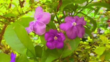 Brunfelsia Latifolia, Raintree veya Lady of the Night Garden çiçekleri