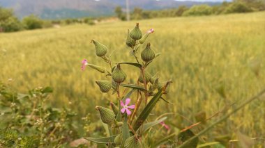 Silene Conoidea, weed silene or large sand catchfly clipart