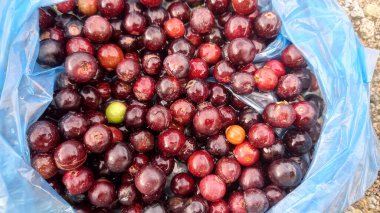 Monotheca Buxifolia veya Sideroxylon buxifolium meyveleri
