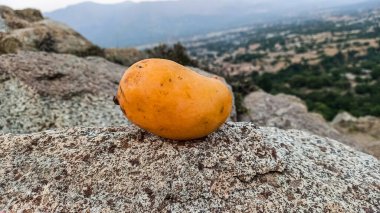 Mango or Mangifera indica fruits on a rock clipart