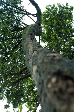 Aşağıdan, güzel arkaplanlı güzel ağaçlar.