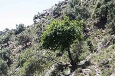 Tepedeki Doğal Ağaç