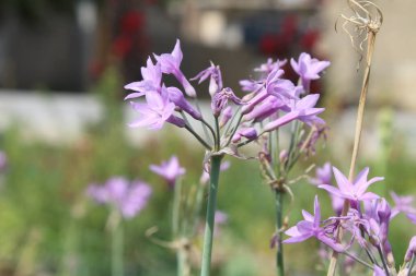 Toplum sarımsağı, Tulbaghia ihlali veya pembe agapanthus