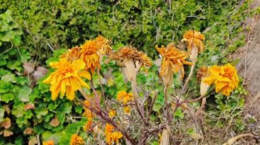 Fransız kadife çiçekleri yaz bahçesinde