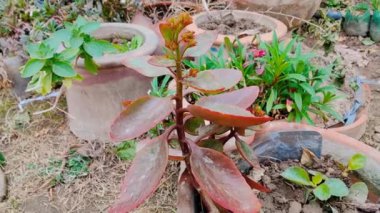 Dulun heyecanı ya da çiçekçi Kalanchoe