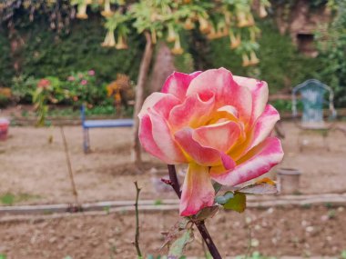 Bahçe blogları ve doğayla ilgili içerik için gül çiçeği, düğün davetiyeleri, tebrik kartları, çiçek tasarımları