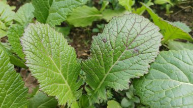 Red Giant Mustard or Brassica Juncea green leaves and plant clipart