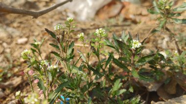 Field Pennycress veya Thlaspi arvense