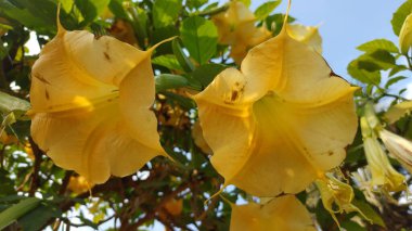 Brugmansia aurea ya da Angel 'ın trompetleri