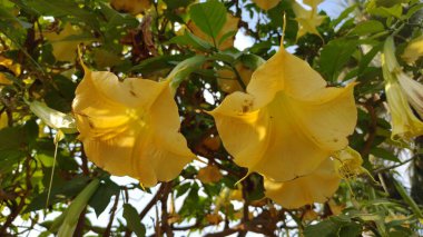 Brugmansia aurea ya da Angel 'ın trompetleri