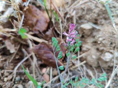Yaygın dezenfekte, Fumaria parviflora veya Fumarioideae