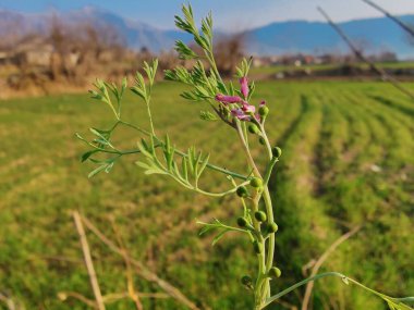 Common fumitory, Fumaria parviflora or Fumarioideae clipart