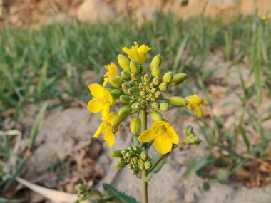 Gözyaşı tohumu, Brassica ya da yağ tohumu tecavüzü
