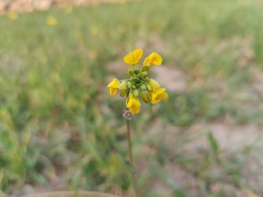 Gözyaşı tohumu, Brassica ya da yağ tohumu tecavüzü