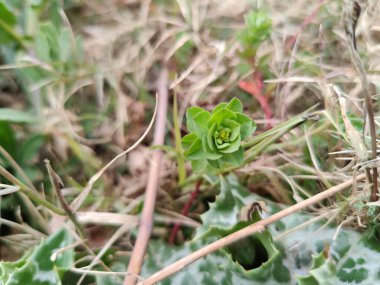 Euphorbia helioskopisi, güneş lekesi ya da deli kadının sütü.