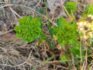 Euphorbia helioscopia, sun spurge or madwoman's milk clipart