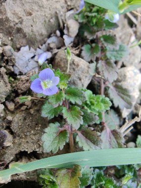 Pers hız kuyusu, Veronica polita veya gri alan hız kuyusu