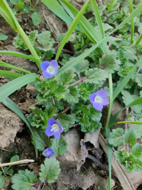 Persian speedwell, Veronica polita or grey field speedwell clipart