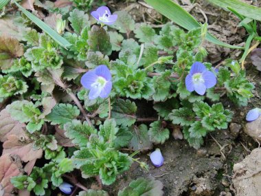Pers hız kuyusu, Veronica polita veya gri alan hız kuyusu