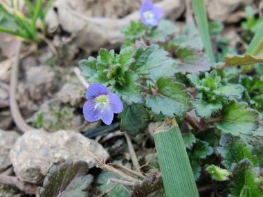 Pers hız kuyusu, Veronica polita veya gri alan hız kuyusu