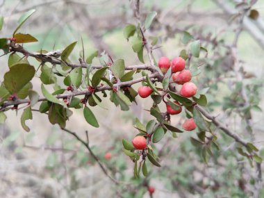 Dhofari Spikethorn Gymnosporia dhofarensis wild plant clipart