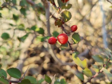 Dhofari Spikethorn Gymnosporia dhofarensis yabani bitki