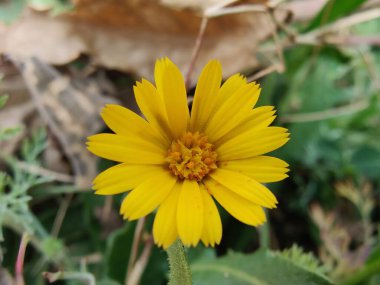 Calendula Arvensis Vahşi sarı çiçek