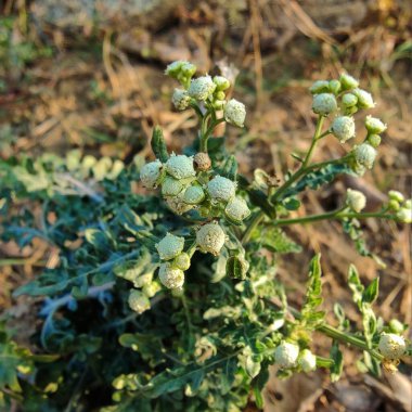 Parthenium hysterophorus, Santa Maria feverfew, whitetop weed or famine weed clipart